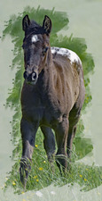 Enlarge photo 85