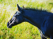 Enlarge photo 40