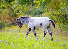 Enlarge photo 75