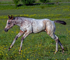 Enlarge photo 74