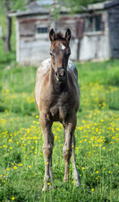 Enlarge photo 62