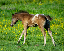 Enlarge photo 53