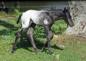 Enlarge photo 16