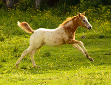 Windys See Spot Run