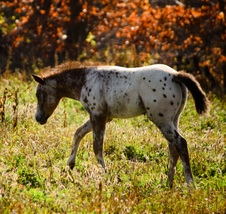 2012 POA foals