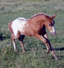 Foals