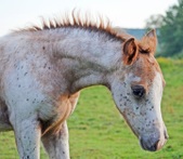 2011 POA Foals