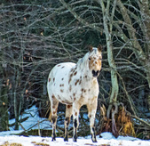 2013 Foals