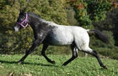 Enlarge photo 10