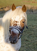 Enlarge photo 8