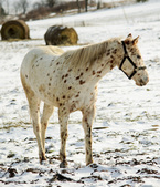Enlarge photo 15
