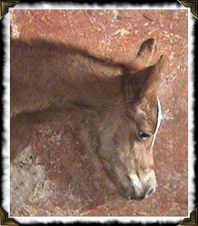Enlarge photo 28