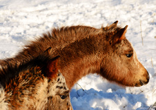 Enlarge photo 10