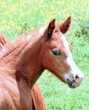 Enlarge photo 29