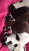 Jiggs x Dot Puppies