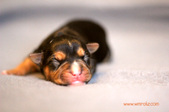 Maverick x DeeDee puppies