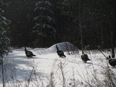 Enlarge photo 23