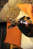 Enlarge photo 23