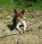 Flutter *Retired From Breeding 2010*