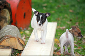 Enlarge photo 20