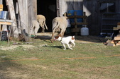 Enlarge photo 13