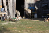 Enlarge photo 14