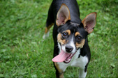 WarrenMtn Ratitatt Black Queen "Sheba"
