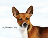 WarrenMtn's Killer Red Solo Pup