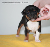 Bruce & Ginger 4 weeks
