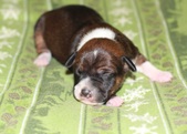 Bruce & Ginger Newborns