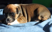 Bruce & Ginger pups 3 weeks old