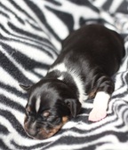 Ginger & Bruce pups 2 wks