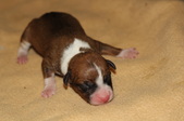 Enlarge photo 13