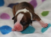 Bruce & Honey Newborns