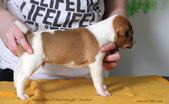 Enlarge photo 22