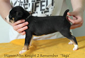 Bruce & Honey pups at 4 weeks