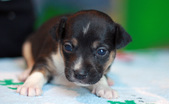Bruce & Honey's pups 3 weeks