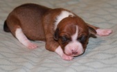 Honey & Bruce pups 1 wk old
