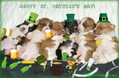 Honey's pups are 2 weeks old