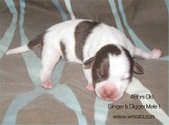 Enlarge photo 12