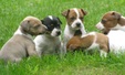 Enlarge photo 47
