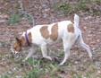 Honey 2010 Litter