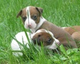 Enlarge photo 21