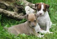 Enlarge photo 40