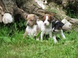Enlarge photo 41
