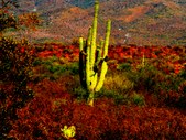 Enlarge photo 16