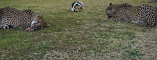 Enlarge photo 37