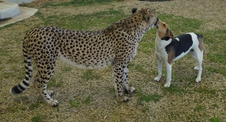 Enlarge photo 38
