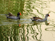 Enlarge photo 91