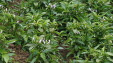 Enlarge photo 41
